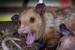 Nordopossum (Virginia opossum)