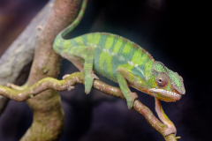 Jemenchamäleon (veiled chameleon)