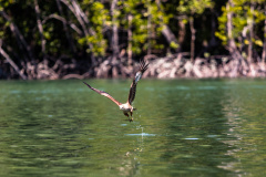 Seeadler (white-tailed eagle)