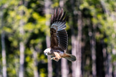 Seeadler (white-tailed eagle)