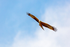 Rotmilan (red kite)