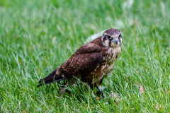 Habichtfalke (brown falcon)