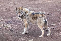 Eurasischer Wolf (Eurasian wolf)