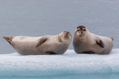 Ringelrobbe (ringed seal)