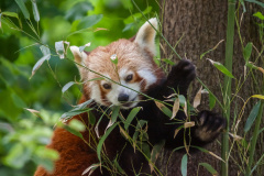 Kleiner Panda (red panda)