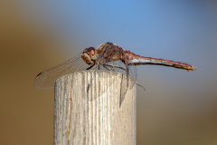 Feuerlibelle (Broad Scarlet / Scarlet Darter)