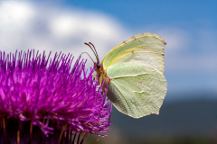 Zitronenfalter (Ccommon) brimstone)