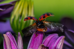 Asiatische Marienkäfer (pumpkin ladybird)