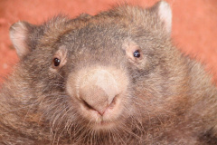 Wombat (common wombat)