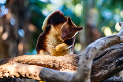 Goodfellow-Baumkänguru (Goodfellow's tree-kangaroo)