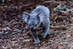 New South Wales Koala