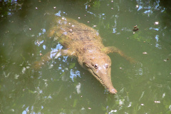 Australien-Krokodil ((Australian) freshwater crocodile)
