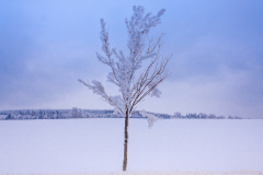 Eisbaum