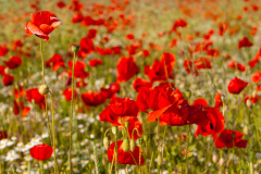 Klatschmohn (Headache)
