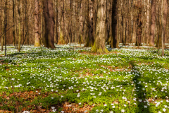 Buschwindröschen (smell fox)