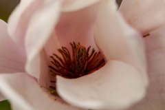 Yulan-Magnolie (yulan magnolia)