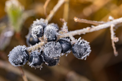 gefrorene Beeren der Gewöhnliche Eberesche (frozen berries of m