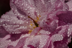 Nach dem Regen - Japanische Blütenkirsche (After rain - Orienta