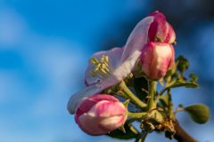 Apfelblüte