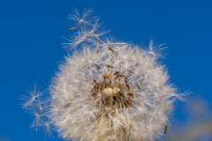 Gewöhnlicher Löwenzahn "Pusteblume" (Dandelion)