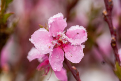 kirschblüte mit Schneekristallen | Japanische Blütenkirsche (h