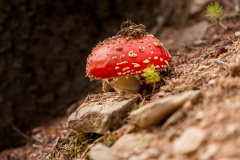 Fliegenpilz (fly agaric)