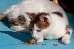 Du riechst so gut ...