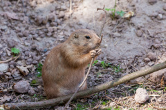 Schwarzschwanz-Präriehund  (Arizona Black-tailed Prairie Dog)