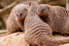 Zebramanguste (banded mongoose)