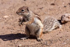 Atlashörnchen oder Nordafrikanische Borstenhörnchen (Barbary G