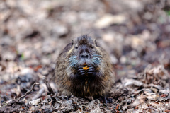 Biberratte / Nutria (coypu)