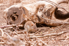 Kleiner Kurznasenbeutler (Southern brown bandicoot)