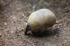 Südliches Kugelgürteltier (southern three-banded armadill)