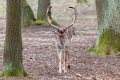 Europäische Damhirsch (European fallow deer)