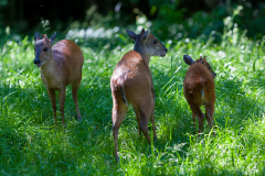 Kirk-Dikdik / Zwergrüssel oder Damara-Dikdik (Kirk's dik-dik)