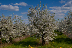 KIrschblüte