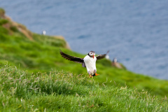 Papageitaucher (Puffin)