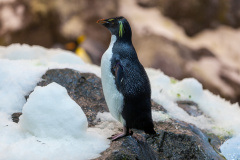 Felsenpinugin (rockhopper penguin)