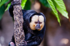 Weißkopfsaki (white-faced saki)