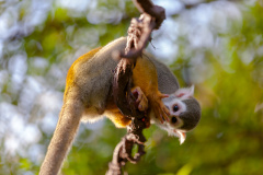Gewöhnlicher Totenkopfaffe (squirrel monkey)