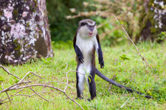 Monameerkatze (mona monkey)