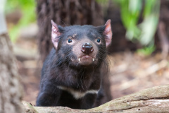 Tasmanischer Teufel (Beutelteufel) (Tasmanian devil)