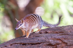 Ameisenbeutler (Numbat)