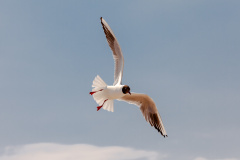 Lachmöwe (Black-headed gull)
