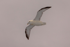 Eissturmvogel (fulmar)