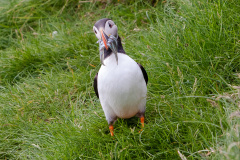 Papageitaucher (Atlantic puffin)