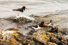 Austernfischer ((Eurasian) oystercatcher)