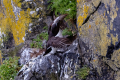 Tordalk (razorbill)