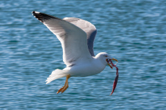 Mittelmeermöwe (yellow-legged gull)