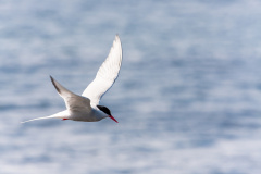 Küstenseeschwalbe (Arctic tern)